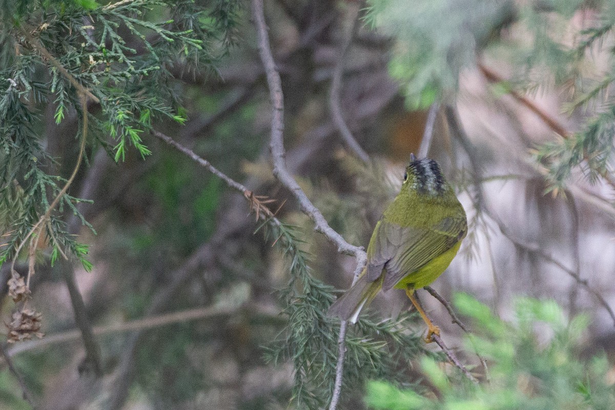 Phylloscopus sp. (Golden-spectacled Warbler complex) - ML454054371