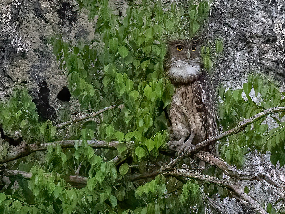 Brown Fish-Owl - ML454054391