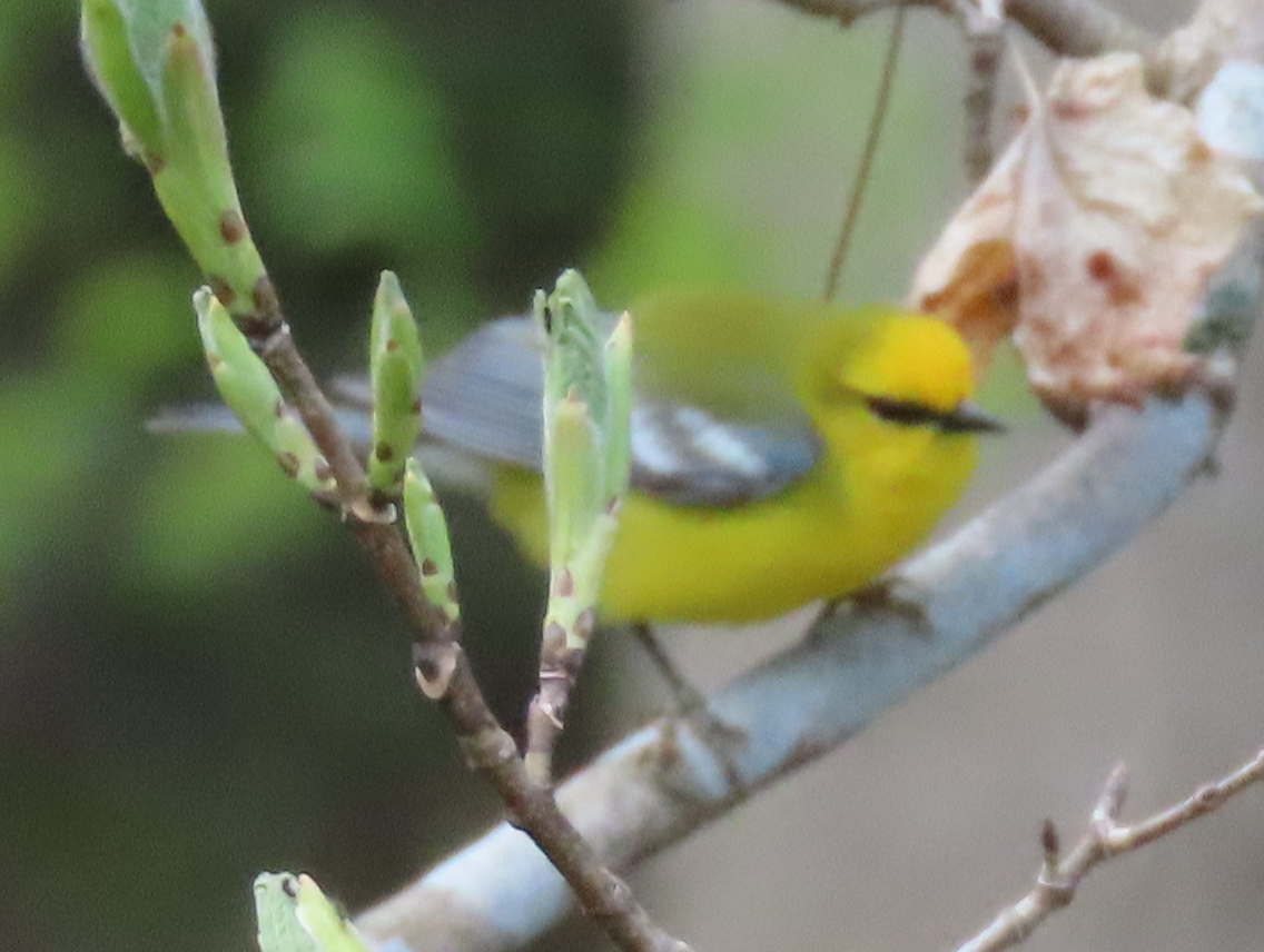 Blue-winged Warbler - ML454055141