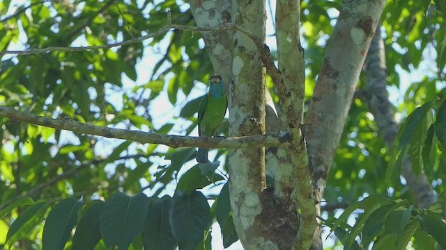 Mavi Boğazlı Barbet - ML454055431