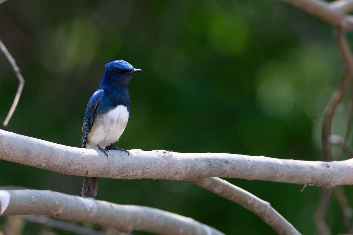 Blue-and-white Flycatcher - ML454056531
