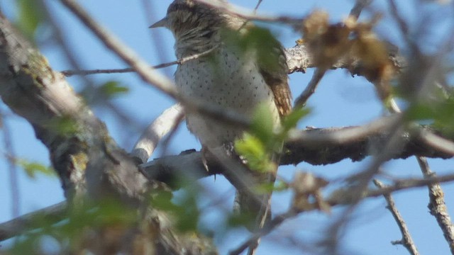 Eurasian Wryneck - ML454056811