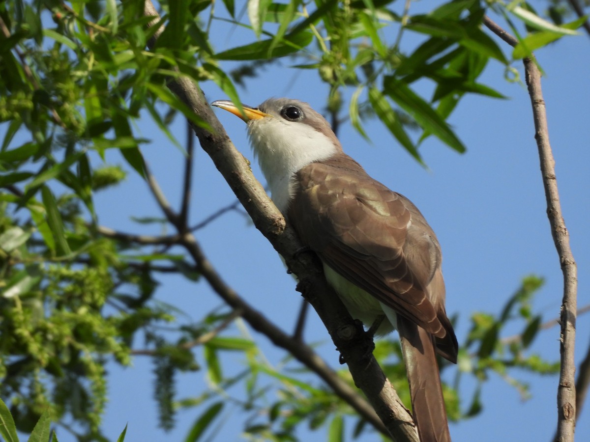 Yellow-billed Cuckoo - ML454057301