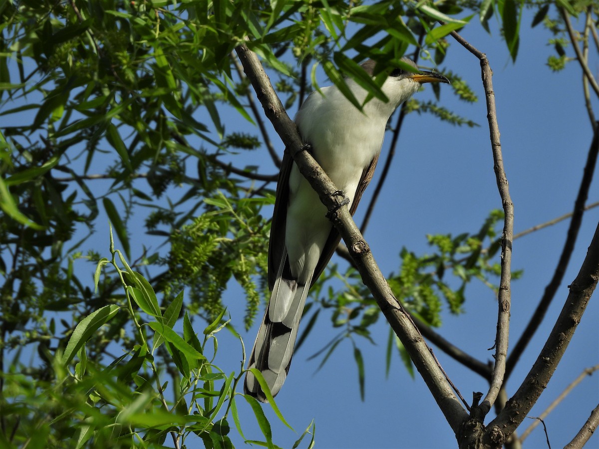 Yellow-billed Cuckoo - ML454057311