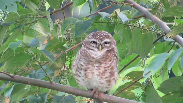 Spotted Owlet - ML454058791