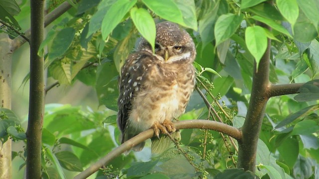 Spotted Owlet - ML454058821
