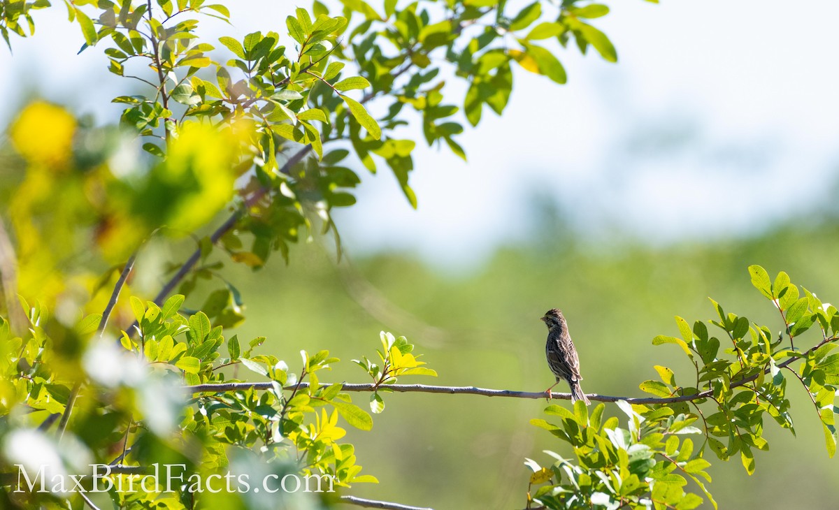 Savannah Sparrow - ML454060511