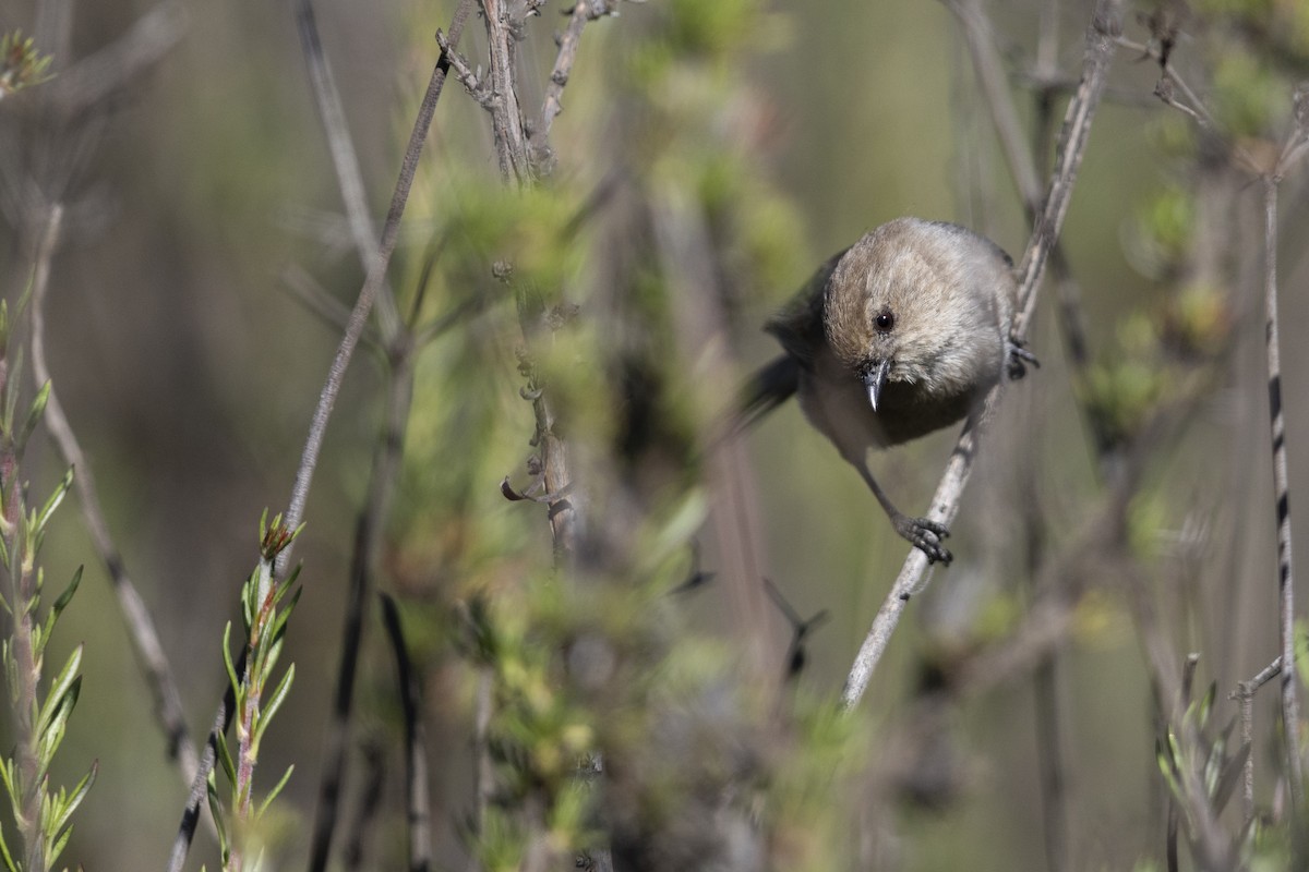 Bushtit (Pacific) - ML454060781