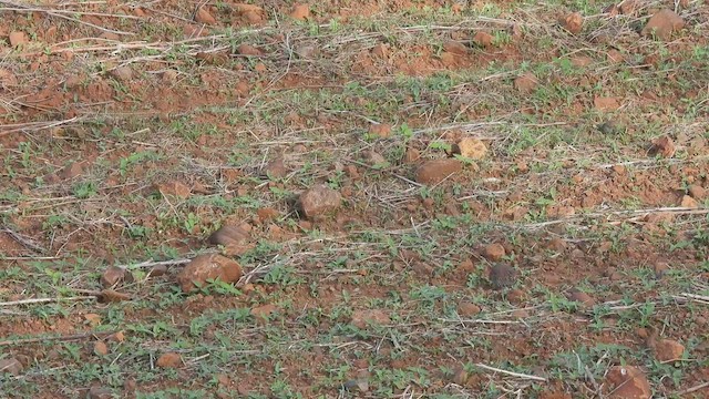 Rock Bush-Quail - ML454061891