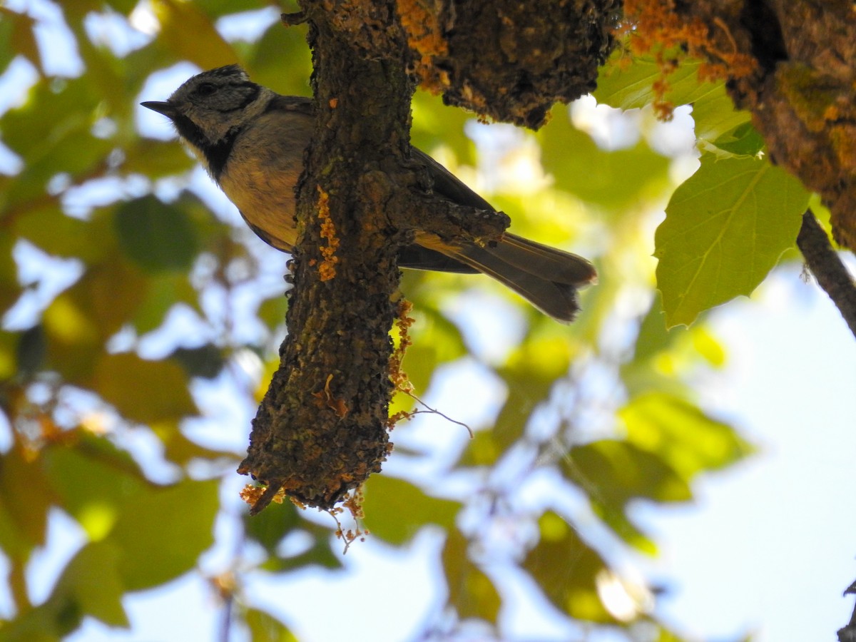 Mésange huppée - ML454062371