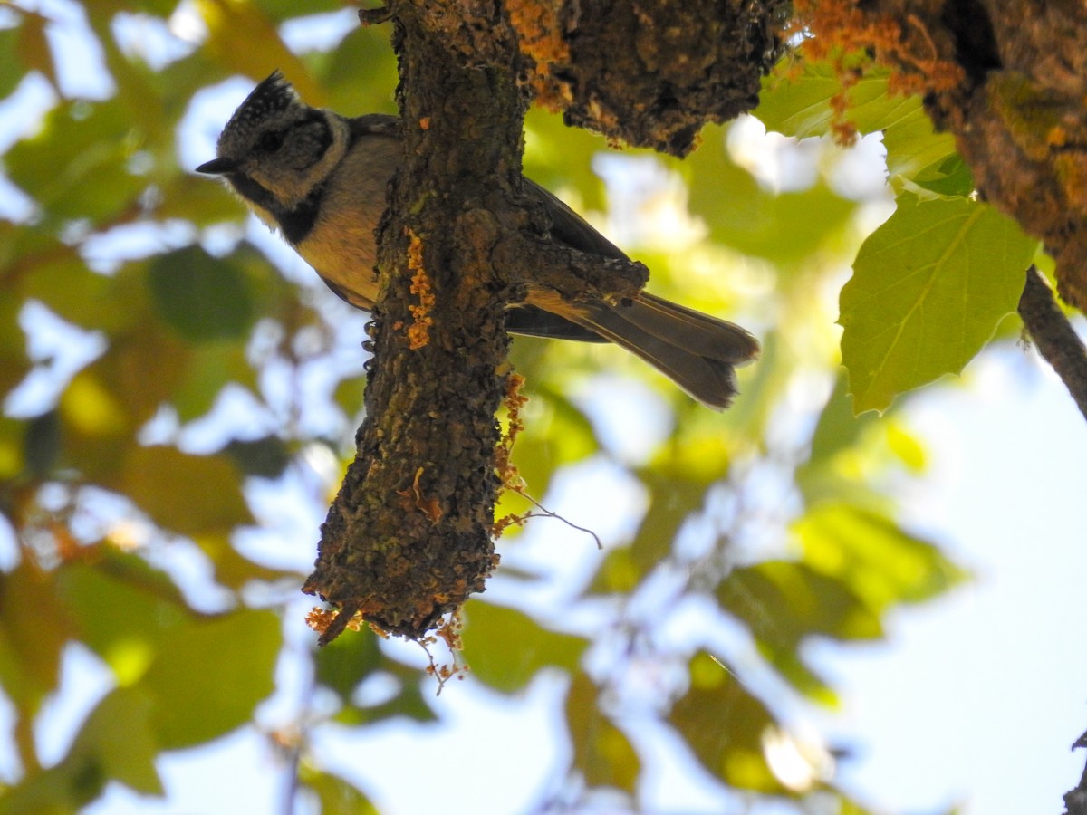 Crested Tit - ML454062381