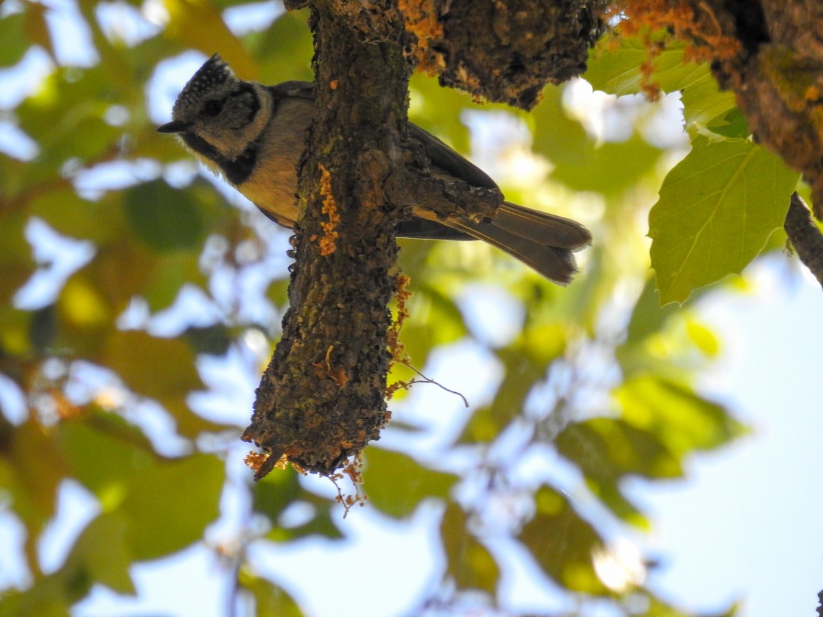 Crested Tit - ML454062401