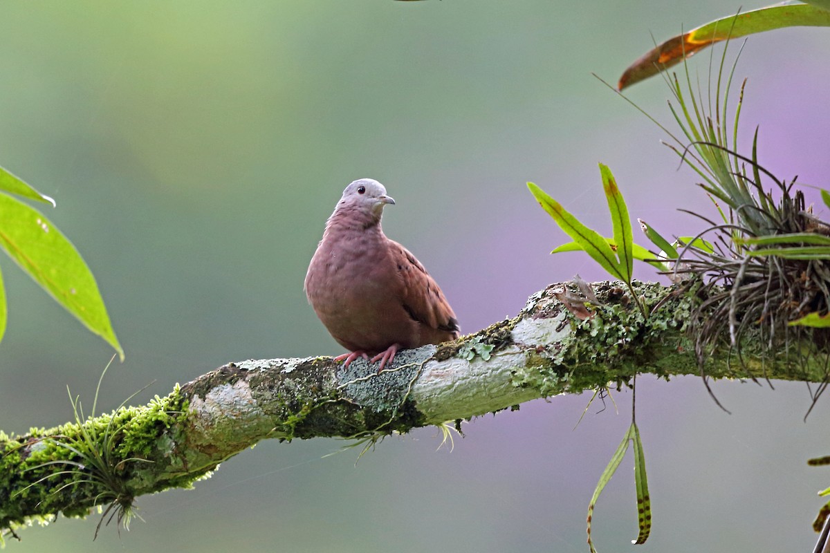 Ruddy Ground Dove - ML45406311