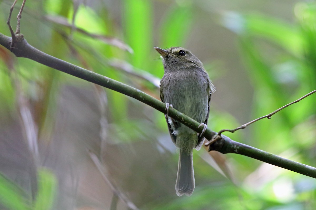 Drab-breasted Pygmy-Tyrant - ML45406391