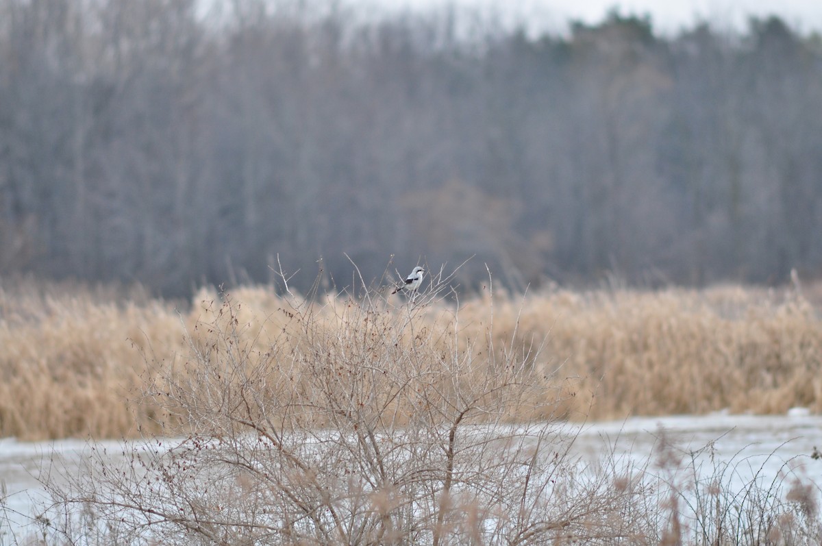 Northern Shrike - ML45406431