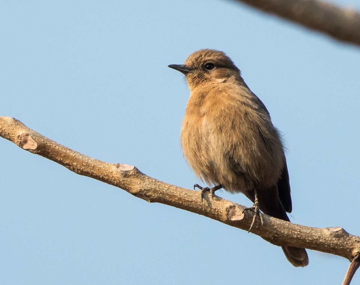 Brown Rock Chat - ML45406601