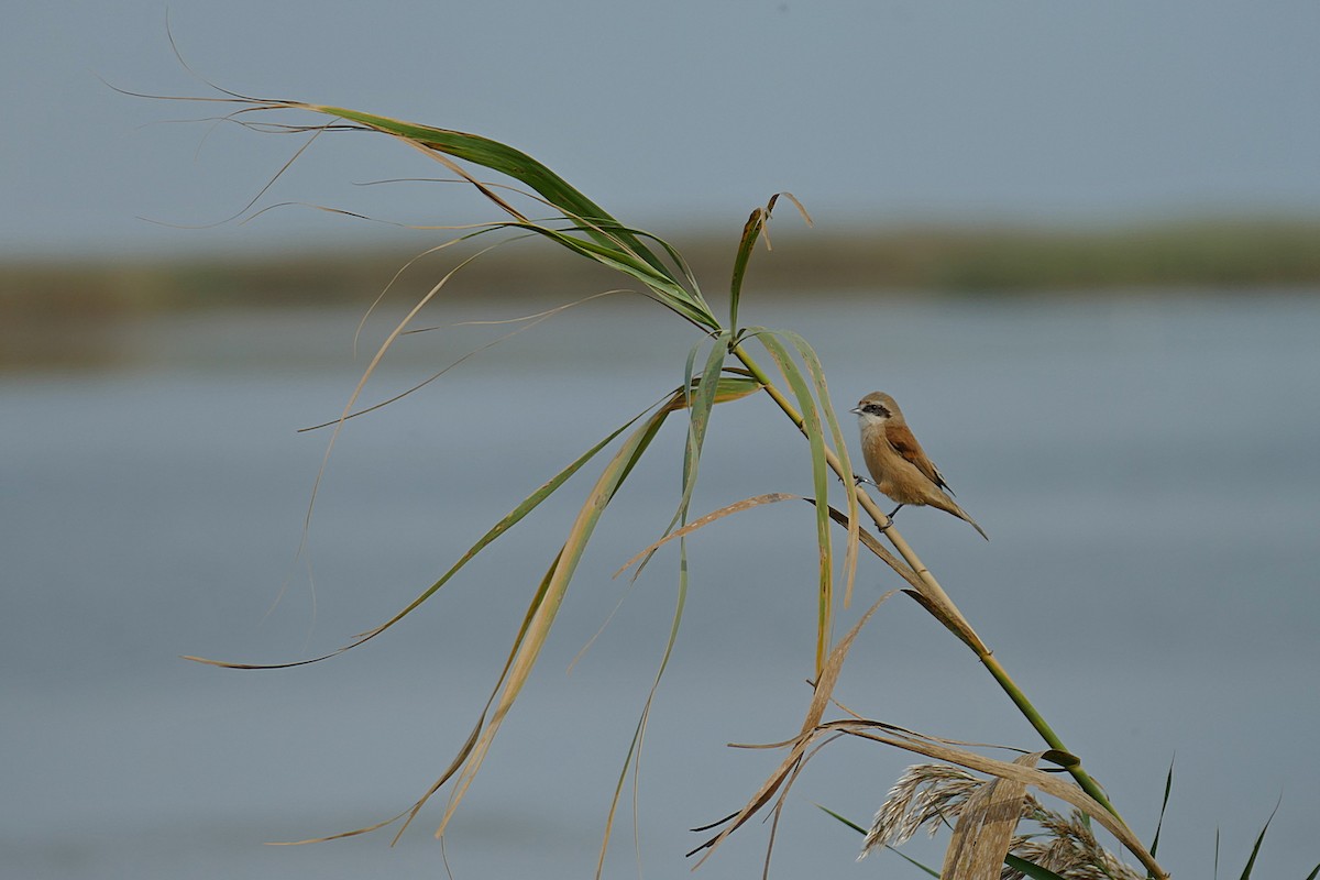 Eurasian Penduline-Tit - ML454066951