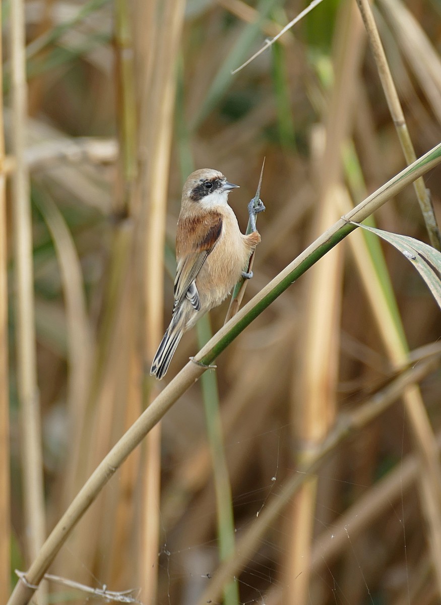 Eurasian Penduline-Tit - ML454066961