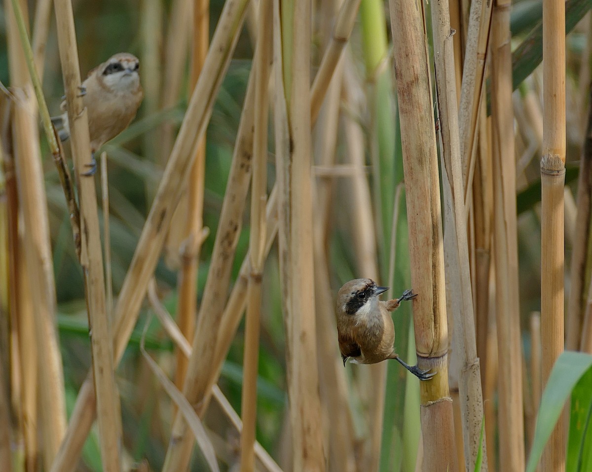 Eurasian Penduline-Tit - ML454066971