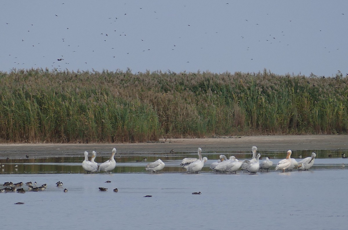 Dalmatian Pelican - ML454067111