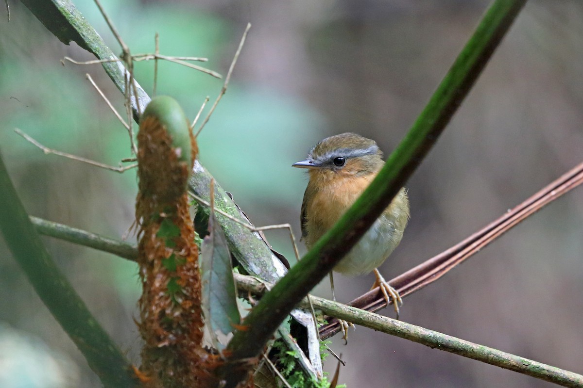 Rufous Gnateater - ML45406751