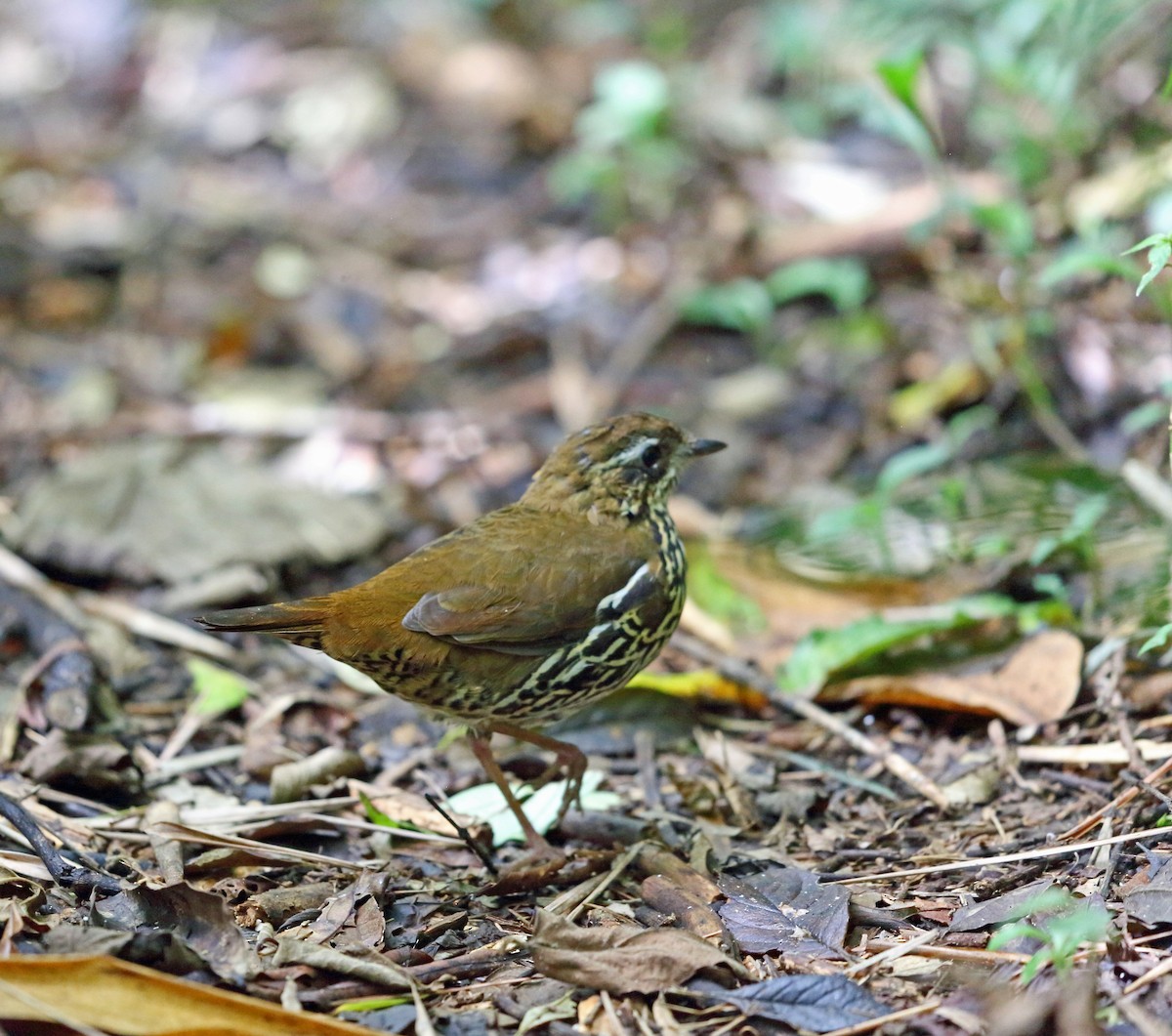 Rufous-tailed Antthrush - Nigel Voaden