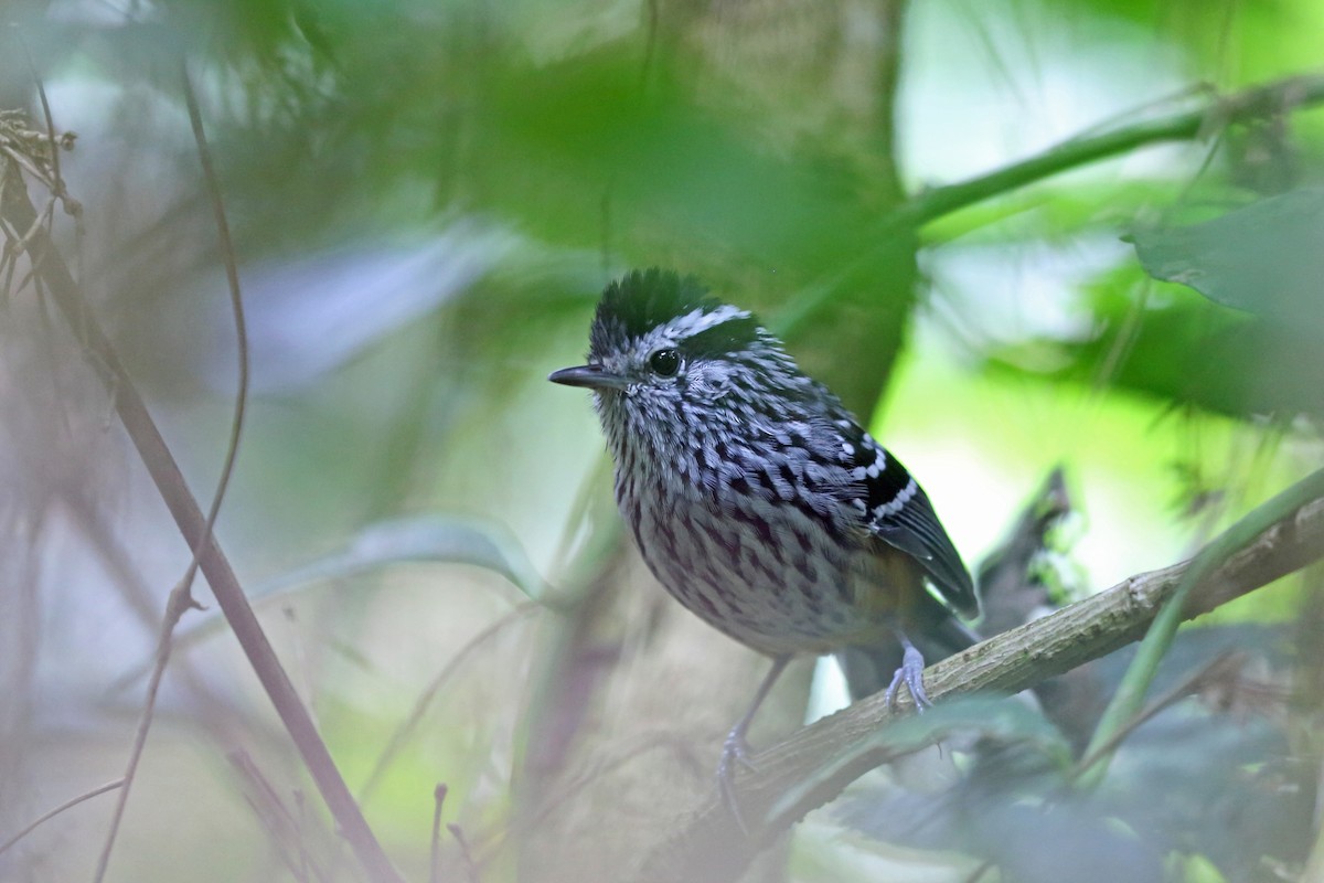 Ochre-rumped Antbird - ML45406791