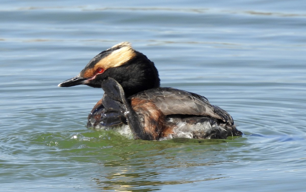 Horned Grebe - Noam Markus