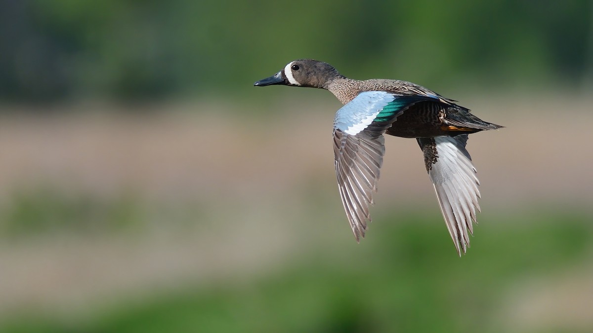 Blue-winged Teal - ML454068661