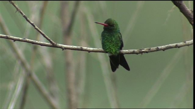 kolibřík lesklobřichý - ML454069