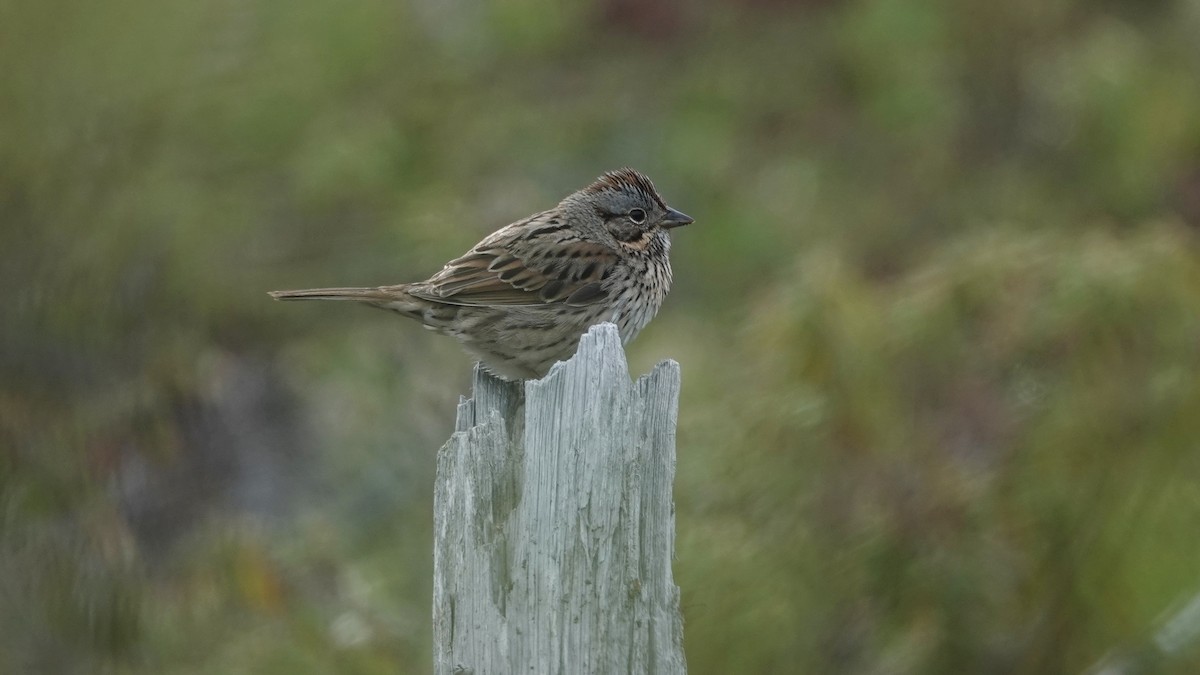 Lincoln's Sparrow - Barry Day