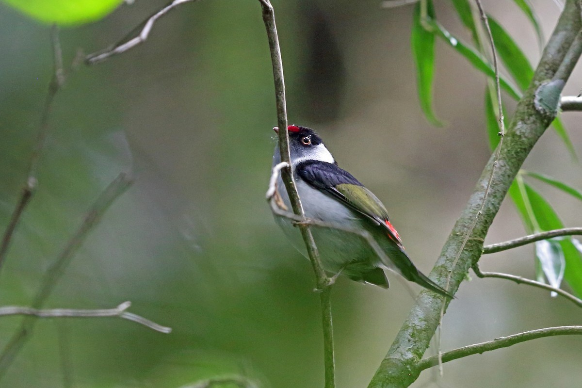 Pin-tailed Manakin - Nigel Voaden