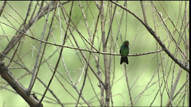 Glittering-bellied Emerald - ML454070