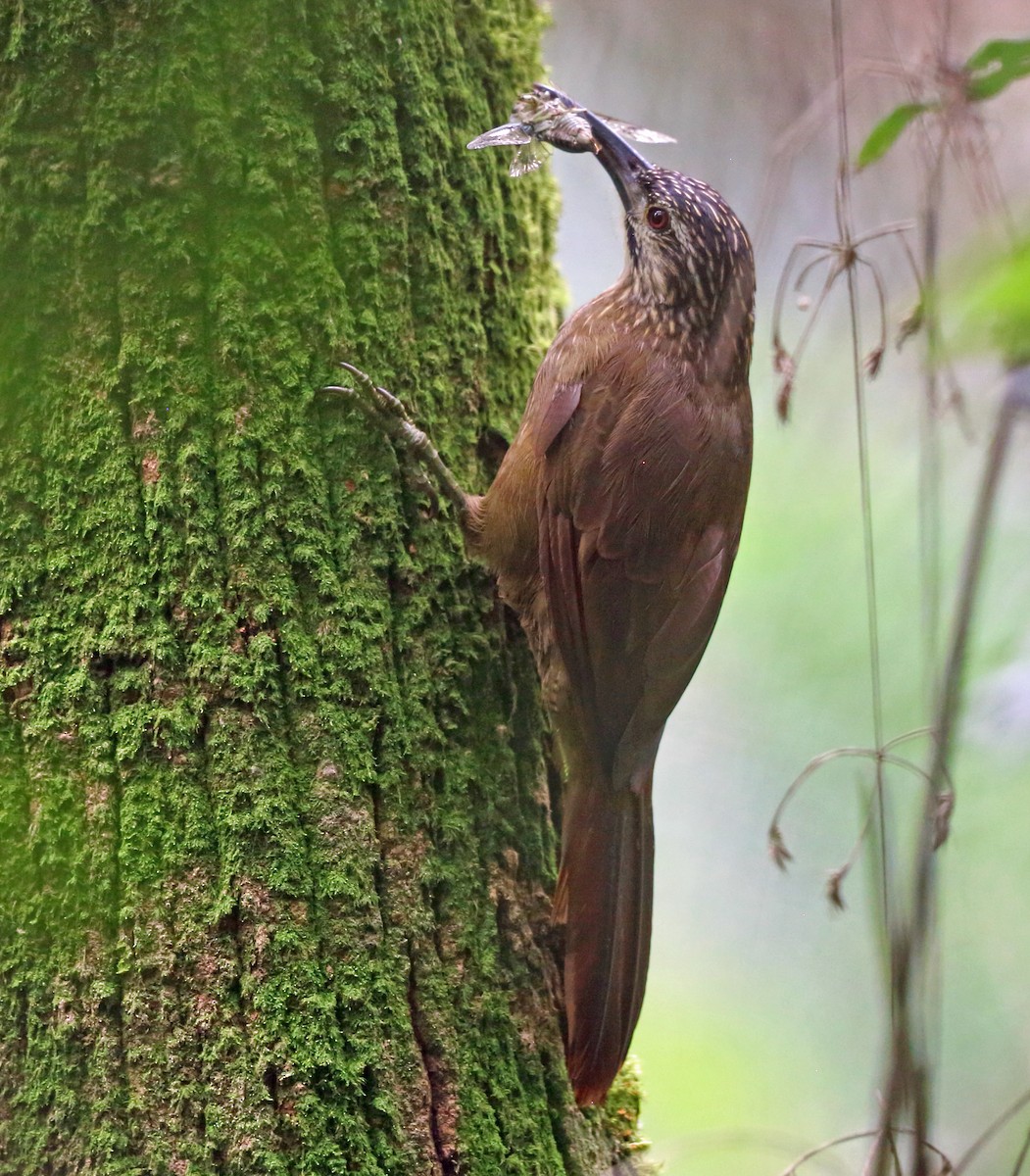 White-throated Woodcreeper - ML45407021