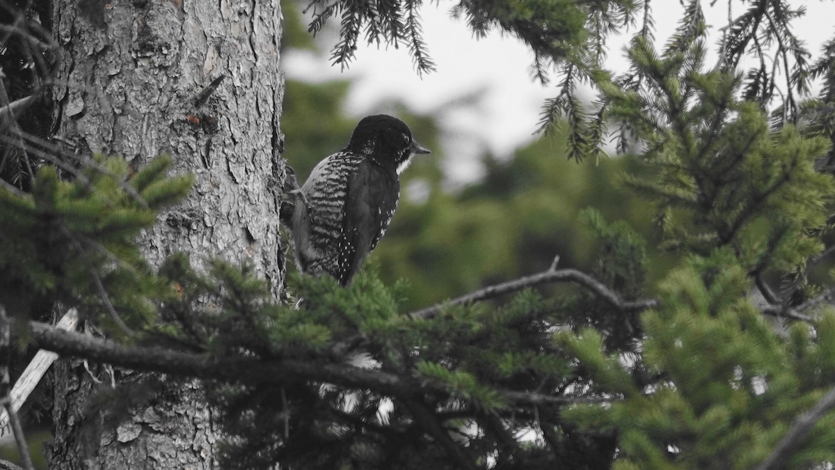 American Three-toed Woodpecker - Barry Day
