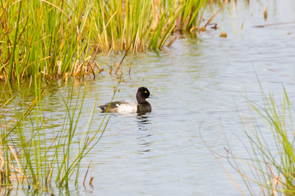 Lesser Scaup - ML45407081