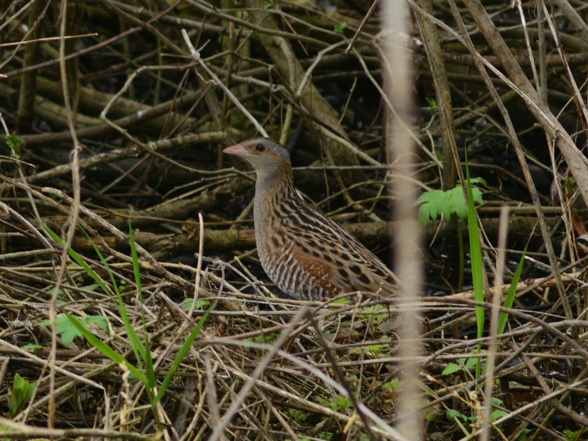 Corn Crake - ML454071391