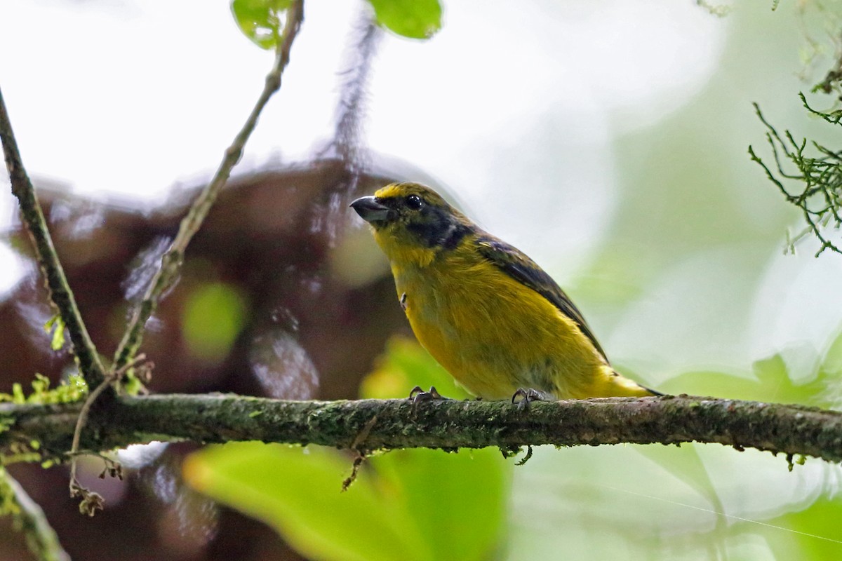 Green-throated Euphonia - Nigel Voaden