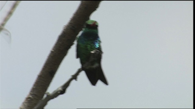 kolibřík lesklobřichý - ML454072