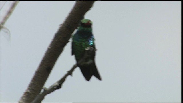 Glittering-bellied Emerald - ML454072