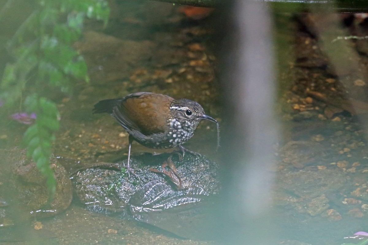 Sharp-tailed Streamcreeper - ML45407211