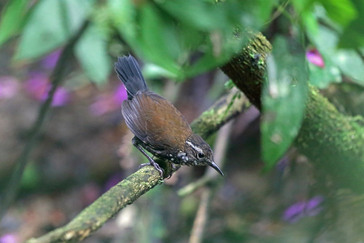 Sharp-tailed Streamcreeper - Nigel Voaden