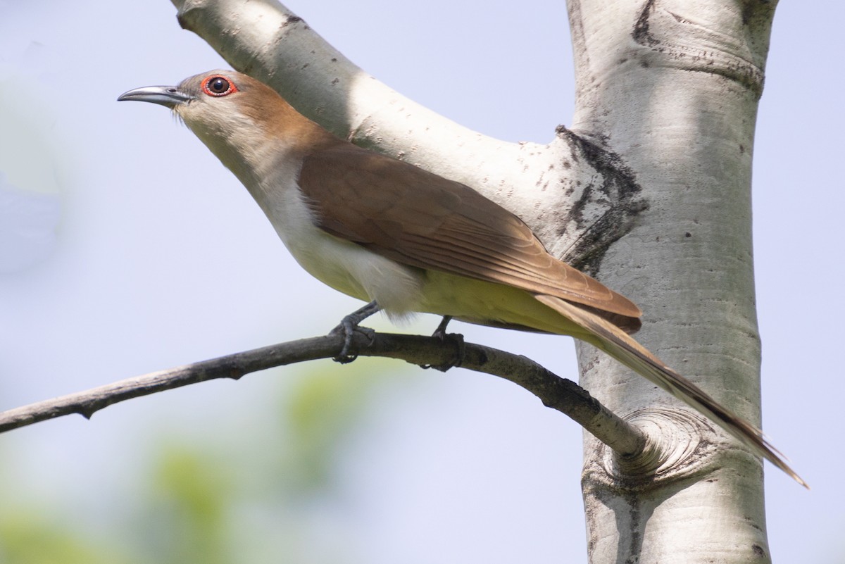 Black-billed Cuckoo - Mitch (Michel) Doucet