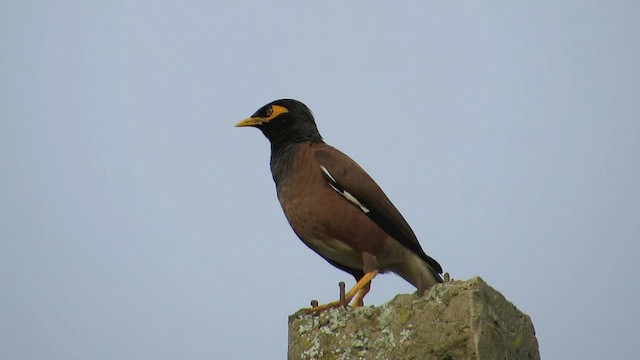 Common Myna - ML454073331