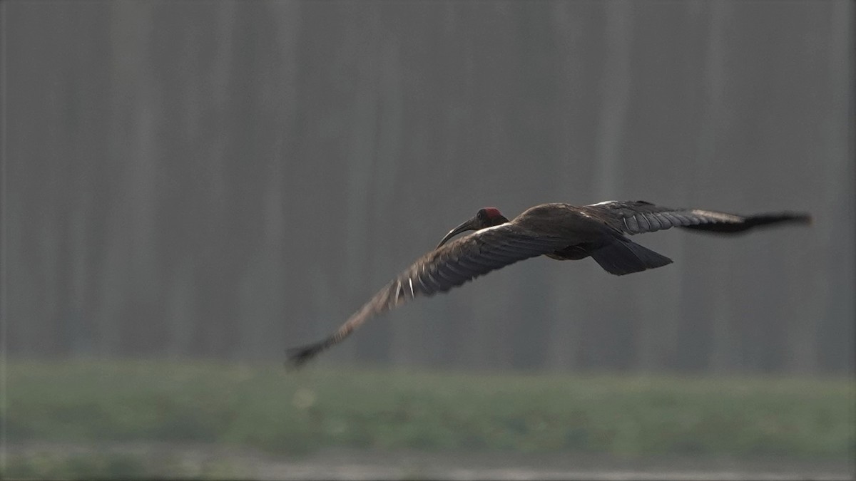 Red-naped Ibis - ML454073431