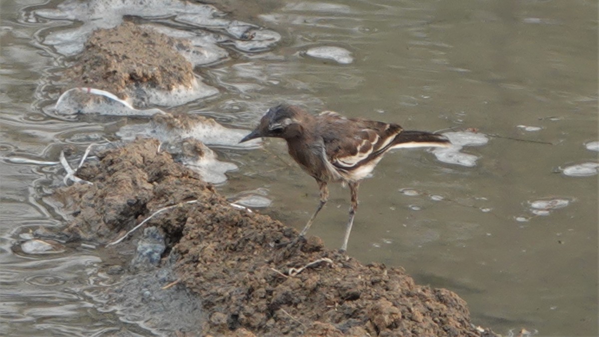 White-browed Wagtail - ML454073451