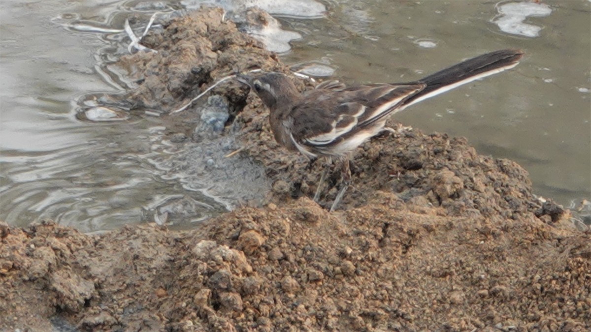 White-browed Wagtail - ML454073461