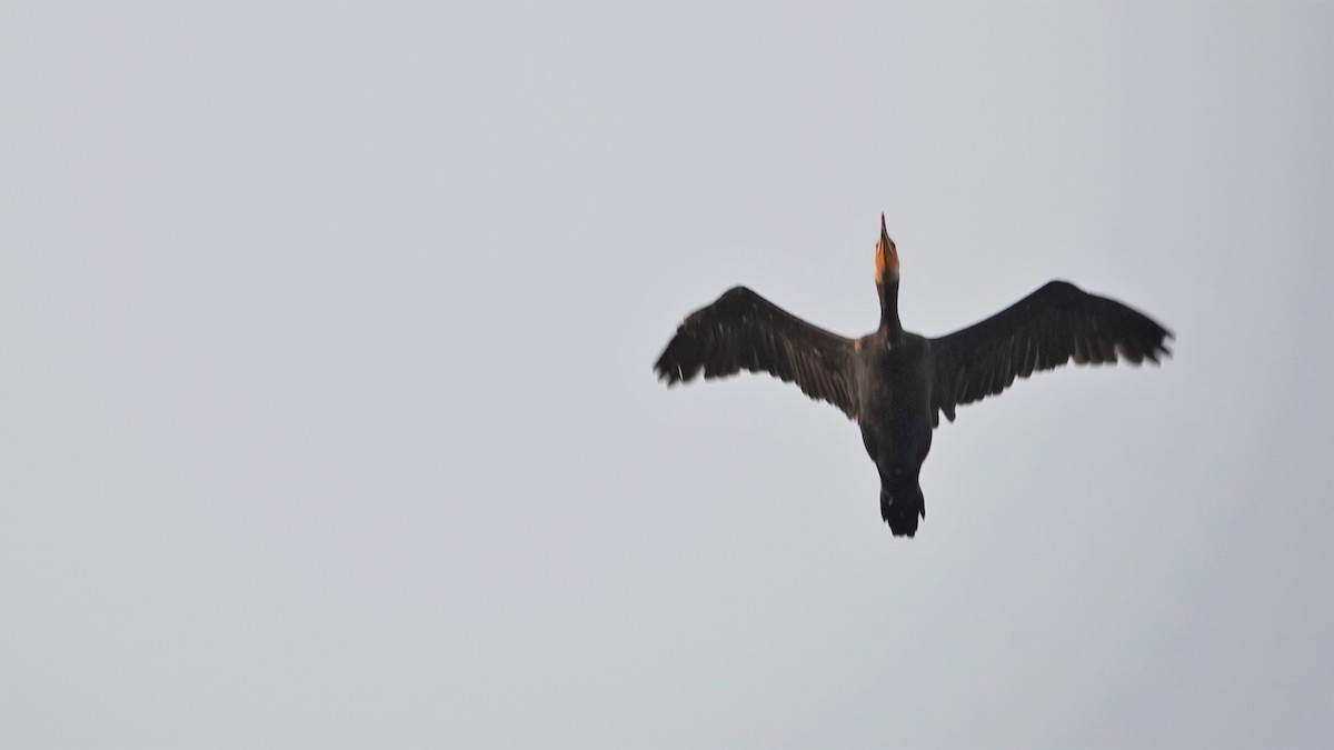 Great Cormorant - ML454073541