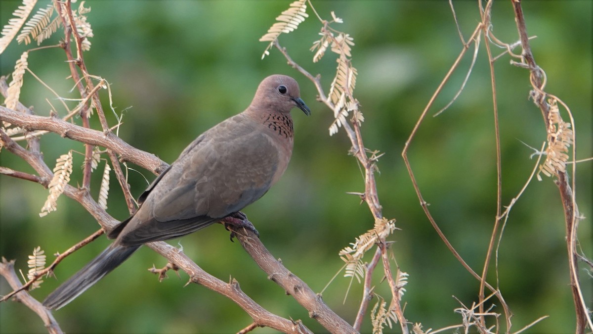 Laughing Dove - ML454073681