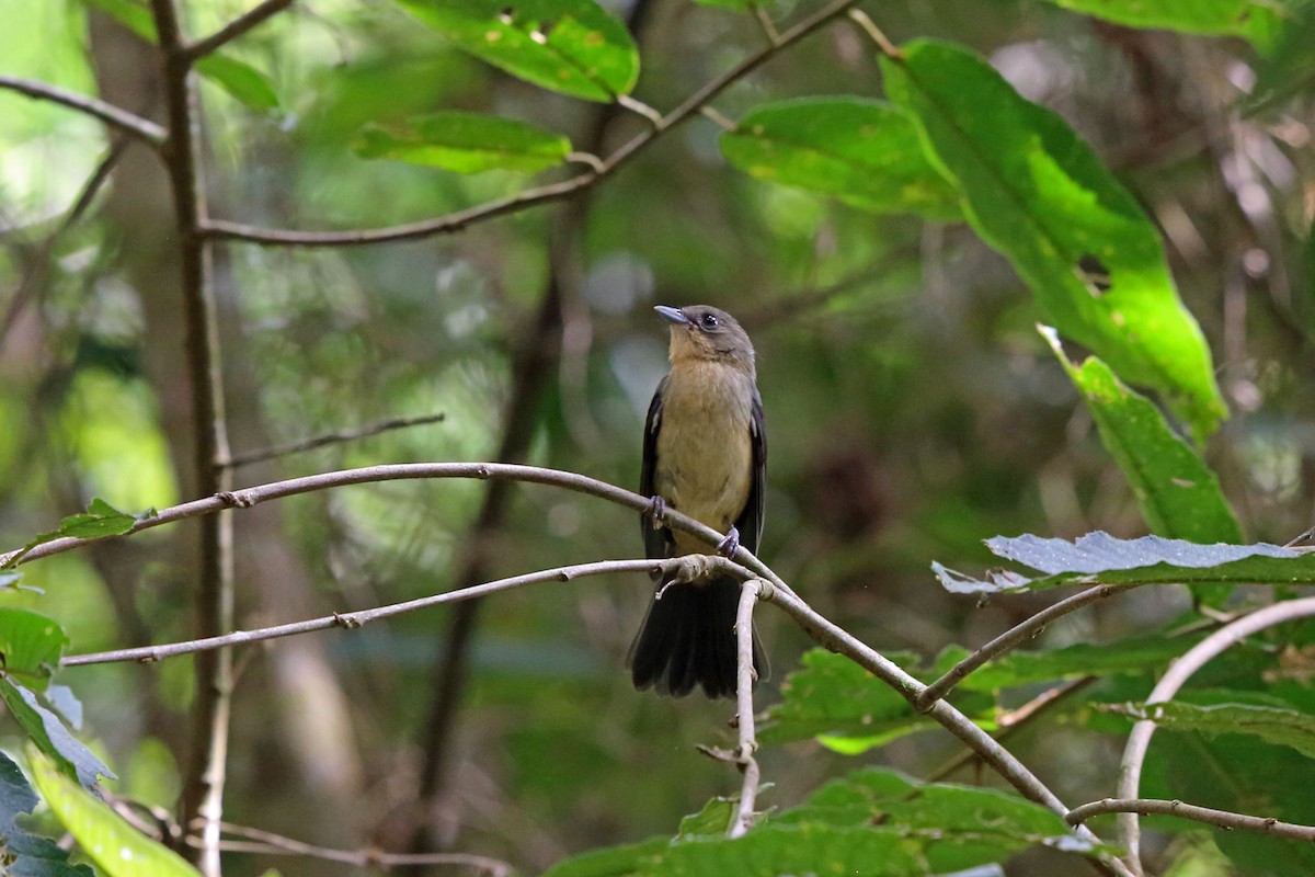 Black-goggled Tanager - ML45407371